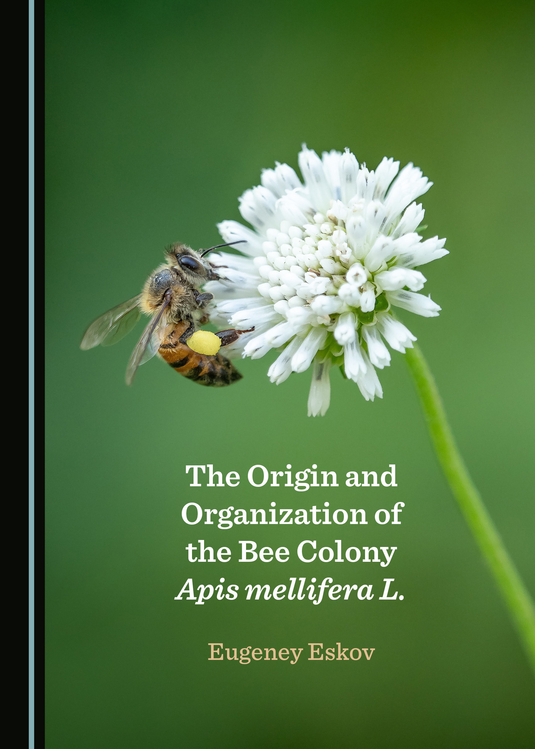 The Origin and Organization of the Bee Colony Apis mellifera L.